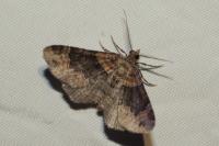 Xanthorhoe ferrugata