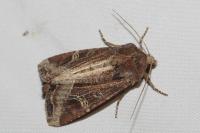 Helotropha leucostigma