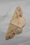 Cyclophora punctaria