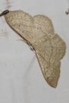 Idaea aversata