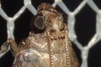 Acrobasis fallouella