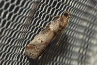 Acrobasis fallouella