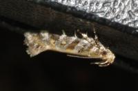 Aristotelia decurtella