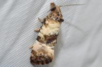 Cochylis atricapitana