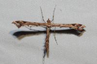 Amblyptilia acanthadactyla