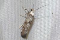 Paraswammerdamia albicapitella