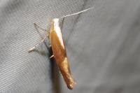 Argyresthia albistria