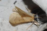 Crocallis elinguaria