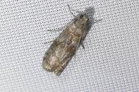 Phycita roborella