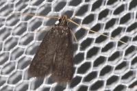 Homaloxestis briantiella