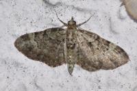 Pasiphila rectangulata