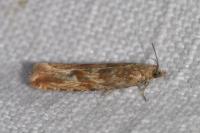 Bactra furfurana