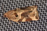 Archips xylosteana