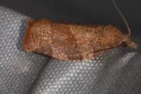 Pandemis heparana