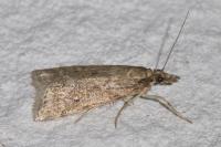 Eudonia pallida