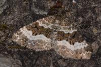 Epirrhoe alternata