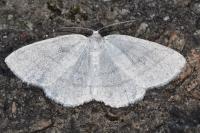 Cabera pusaria