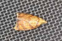 Acleris bergmanniana