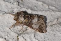 Drymonia dodonaea