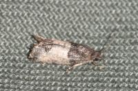 Spilonota ocellana