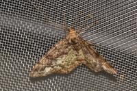 Parectropis similaria
