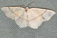 Cyclophora punctaria