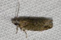 Zeiraphera isertana