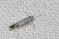 Lyonetia clerkella