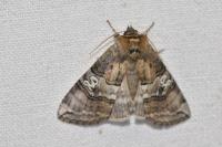 Tethea ocularis