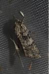 Acronicta rumicis