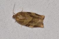 Choristoneura hebenstreitella