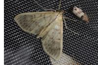 Patania ruralis
