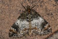 Dysstroma truncata