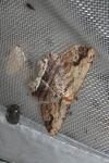 Menophra abruptaria