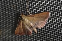 Endotricha flammealis