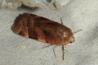 Noctua fimbriata