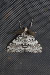 Lymantria monacha
