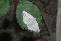 Lomographa temerata