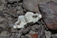 Ligdia adustata