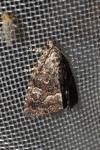 Deltote pygarga