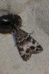 Eudonia delunella