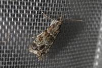 Eudonia mercurella