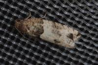 Gypsonoma aceriana