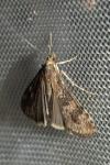 Nomophila noctuella