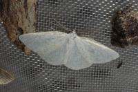 Cabera exanthemata