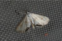 Cataclysta lemnata