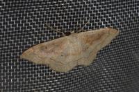 Idaea rubraria