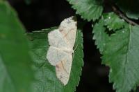 Cyclophora punctaria