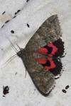 Catocala nupta