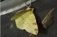 Opisthograptis luteolata